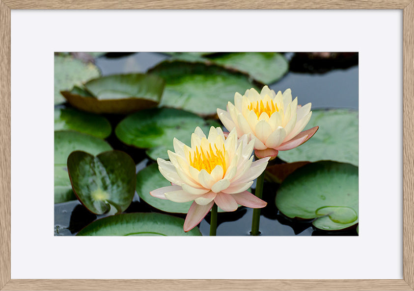 paper_frame