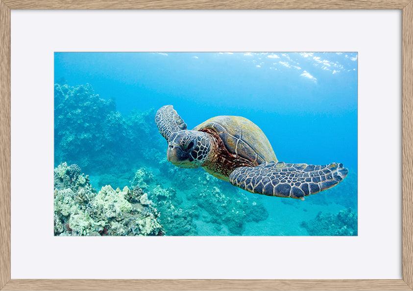 a0460652 turtle underwater copy - ArtFramed