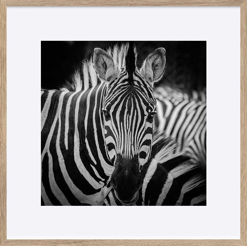 a08378851s ratio 1 animal zebra portrait - ArtFramed