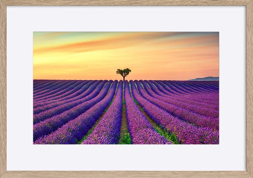a15601213b Lavender And Lonely Trees Uphill On Sunset copy. Provence France - ArtFramed