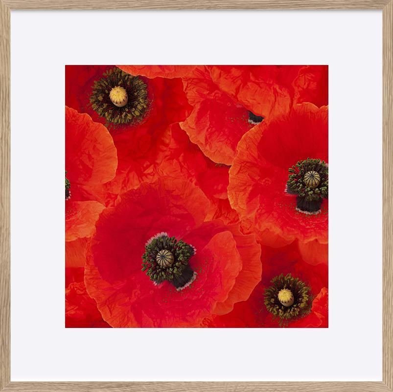 a40879489bred poppies - ArtFramed