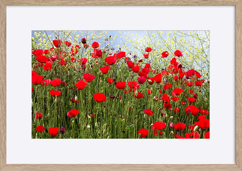 paper_frame