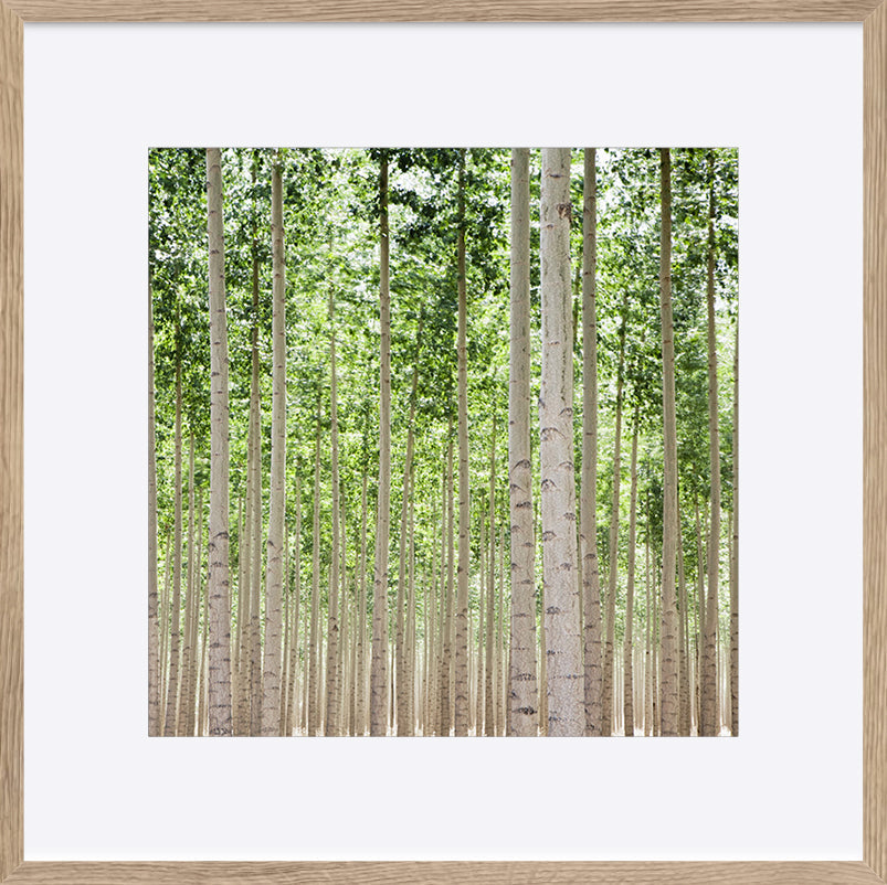 paper_frame