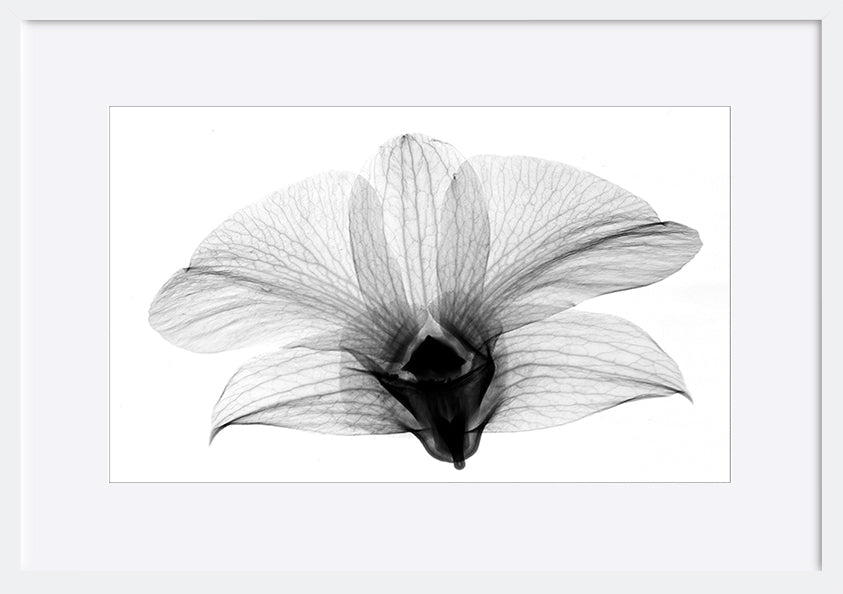 paper_frame
