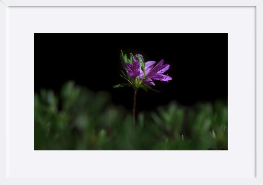 paper_frame