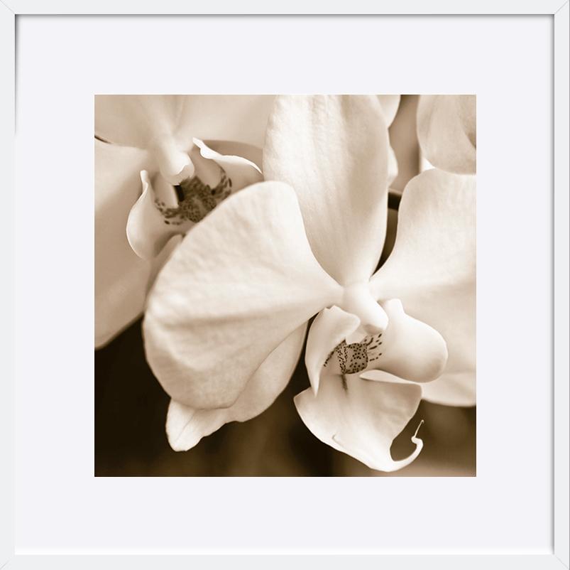 paper_frame