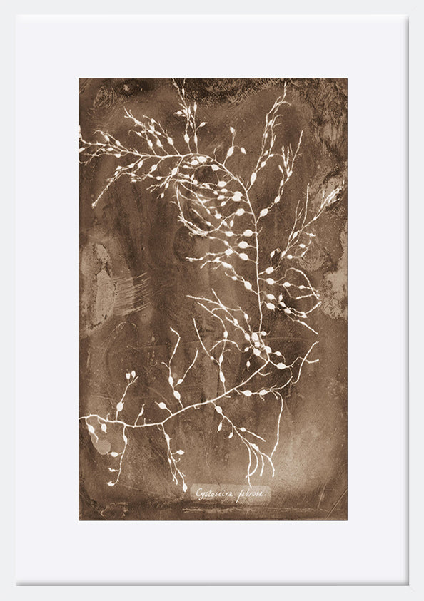 paper_frame
