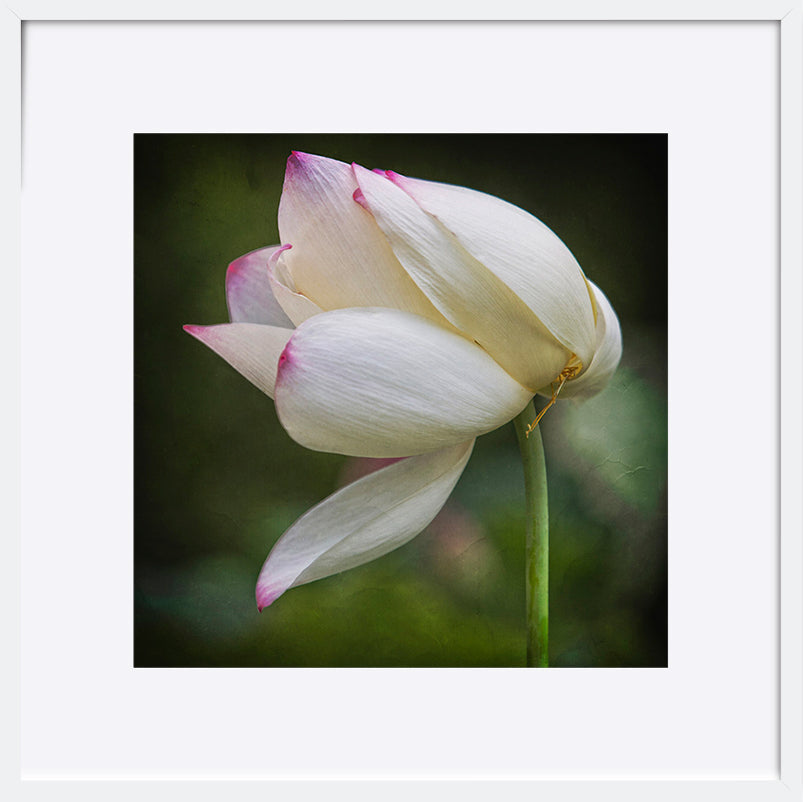 paper_frame