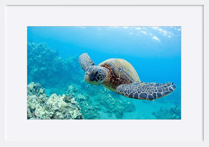 a0460652 turtle underwater copy - ArtFramed