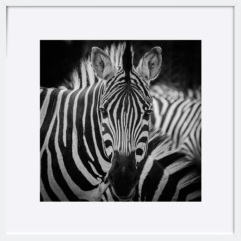 a08378851s ratio 1 animal zebra portrait - ArtFramed
