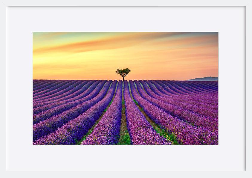 a15601213b Lavender And Lonely Trees Uphill On Sunset copy. Provence France - ArtFramed
