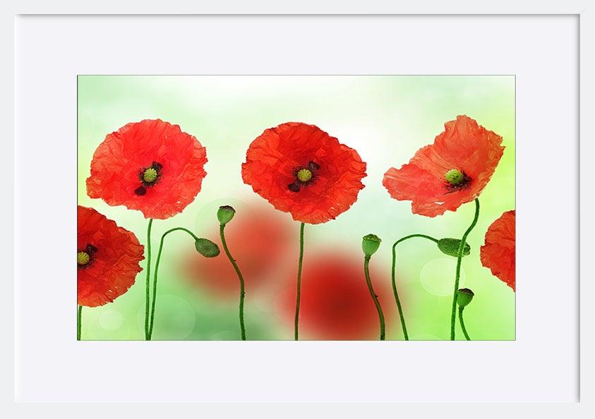 a2563057b Poppies copy - ArtFramed