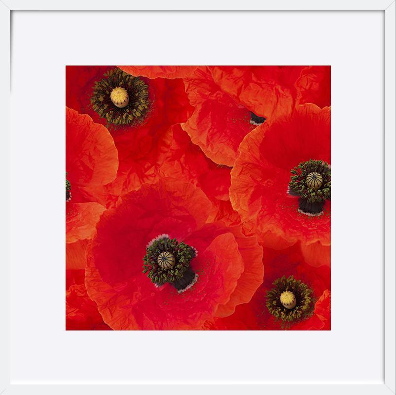 a40879489bred poppies - ArtFramed