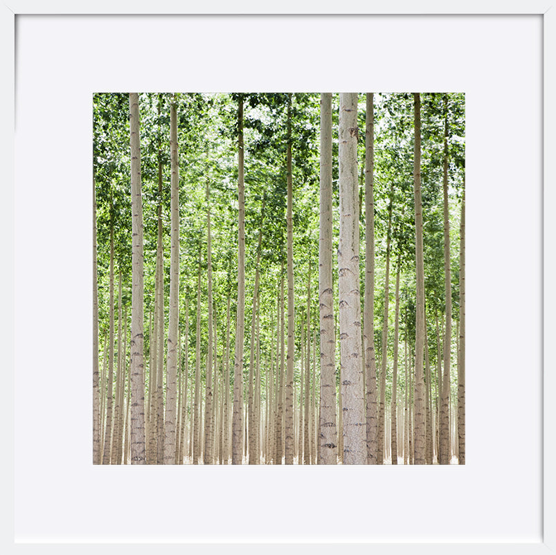 paper_frame
