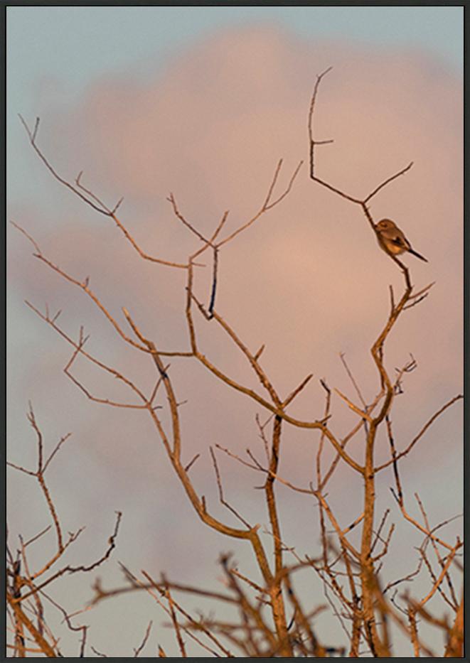 canvas_frame