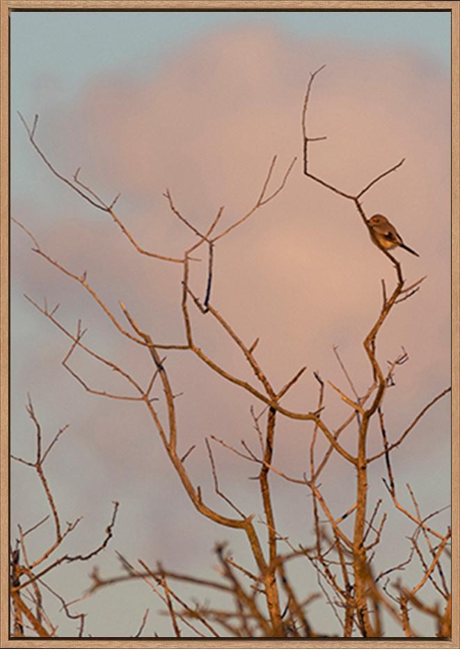 canvas_frame