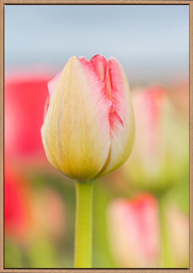 canvas_frame