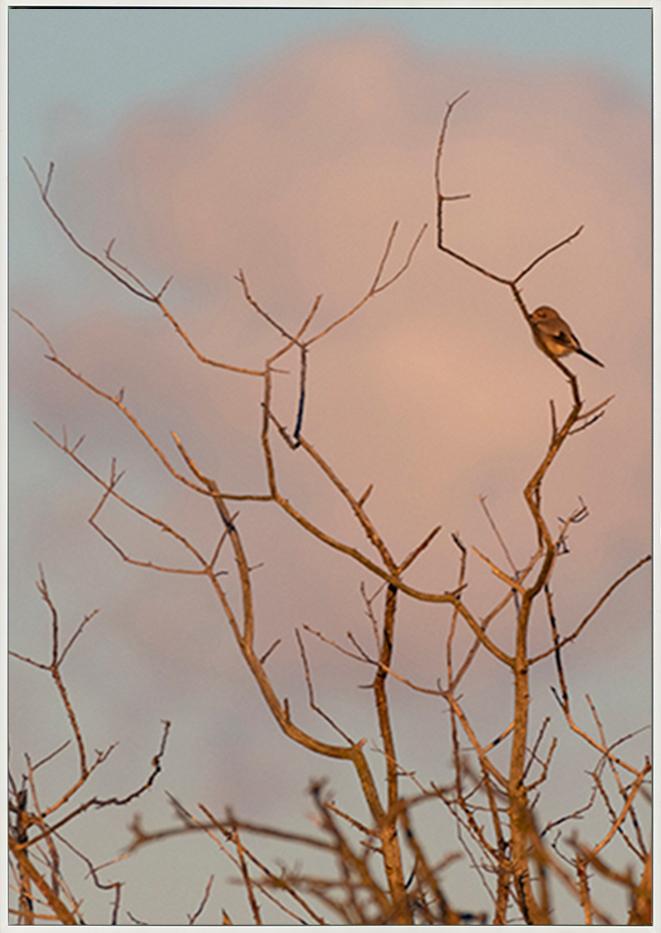 canvas_frame