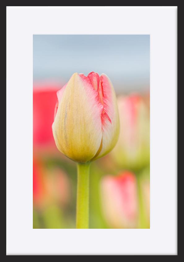 paper_frame