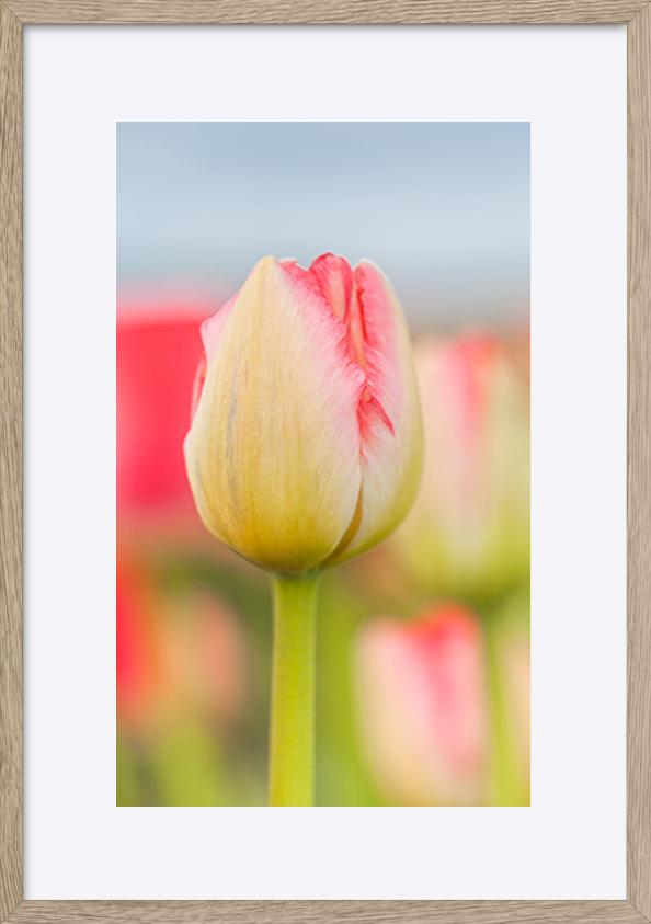 paper_frame
