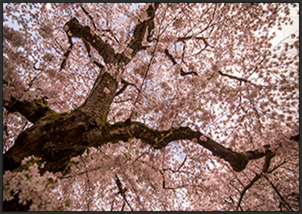 canvas_frame