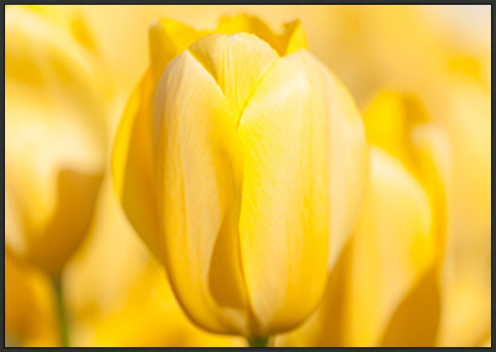 canvas_frame