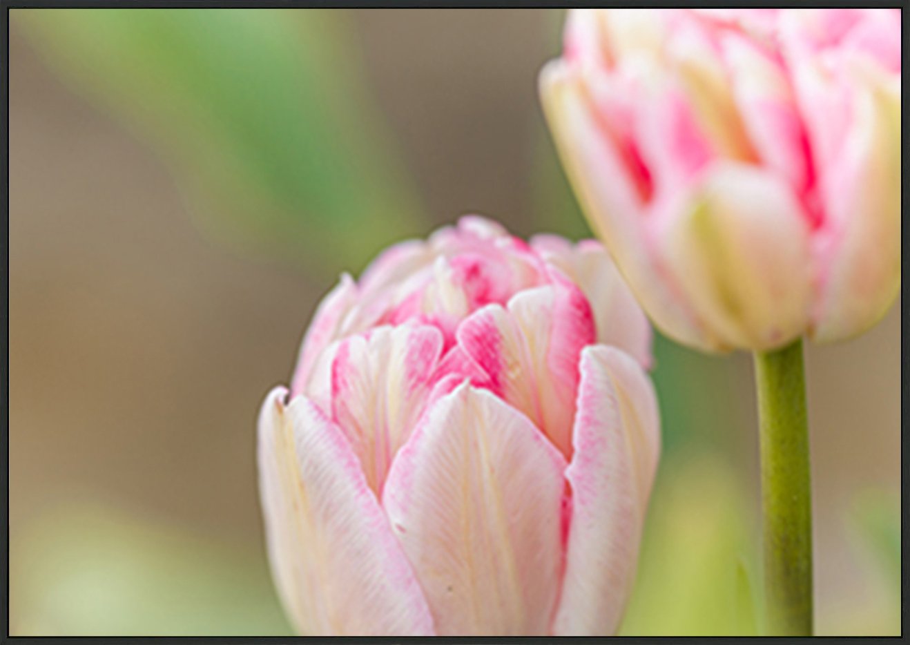 canvas_frame