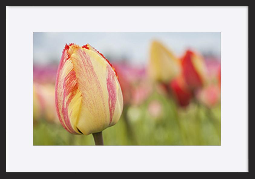 paper_frame