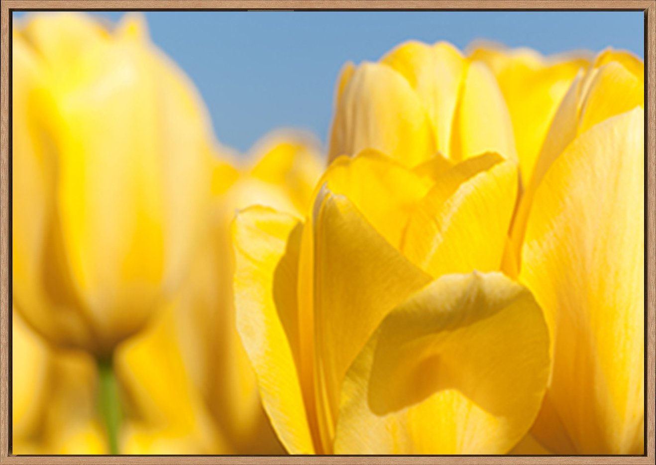 canvas_frame