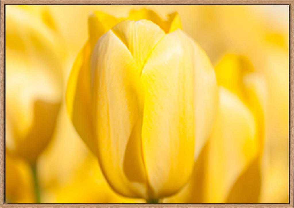 canvas_frame