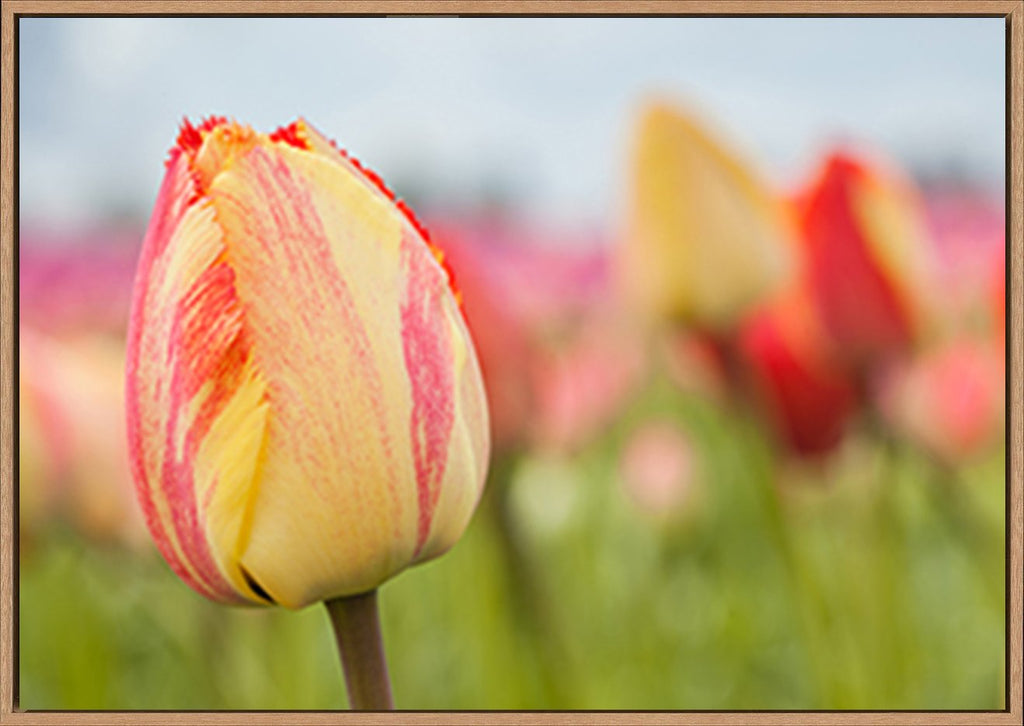 canvas_frame
