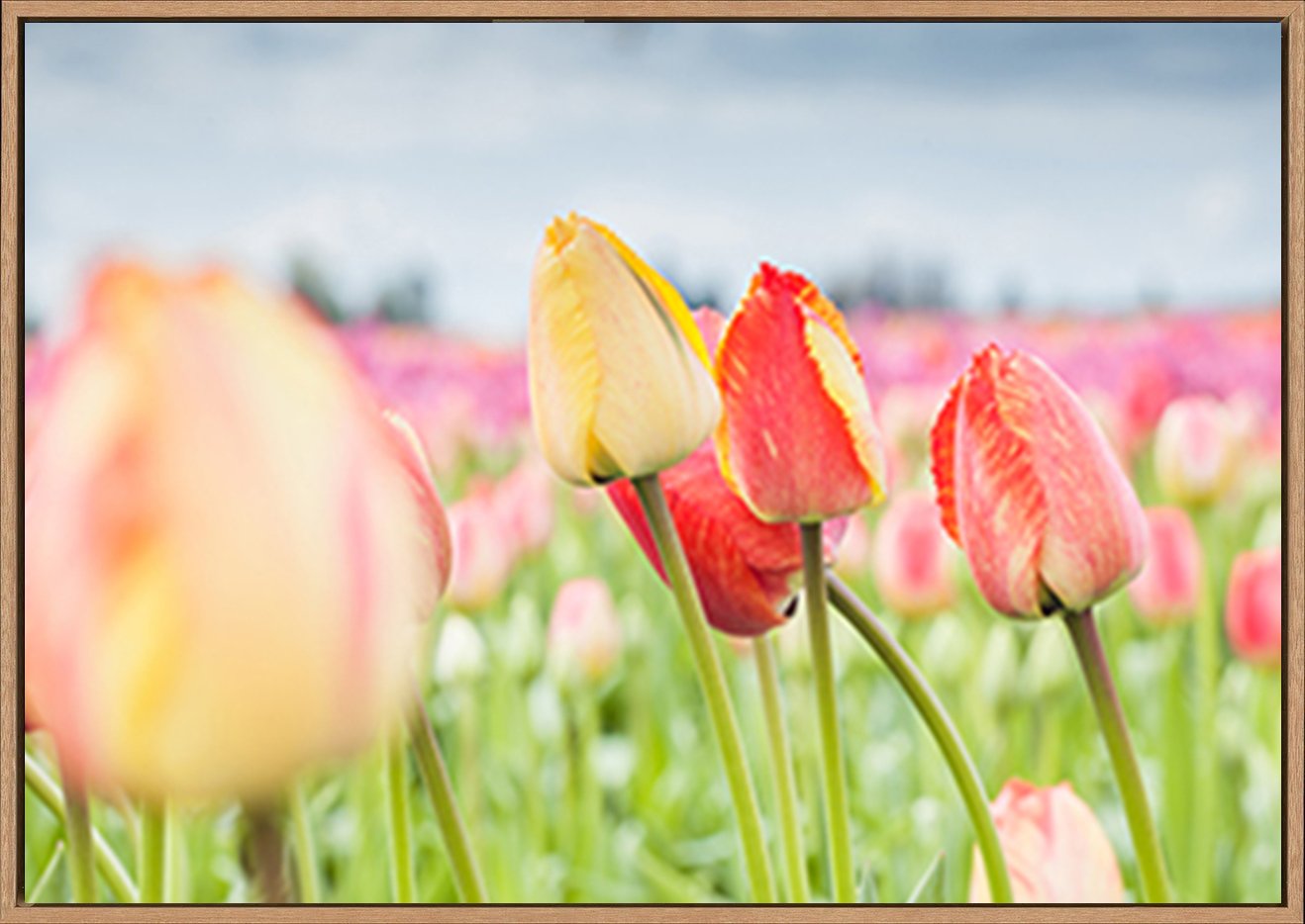 canvas_frame