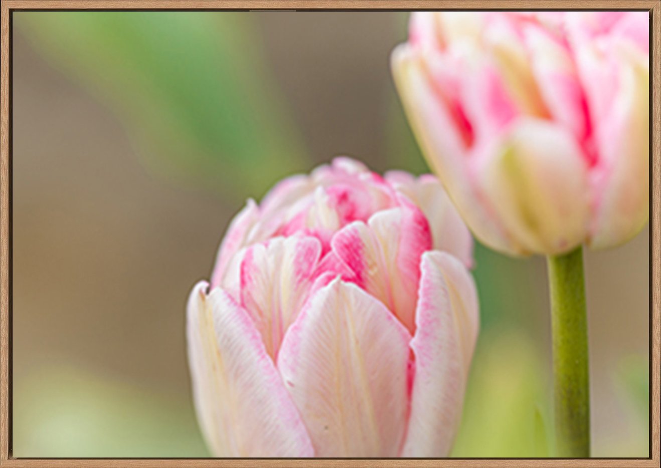 canvas_frame