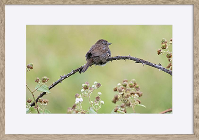 paper_frame