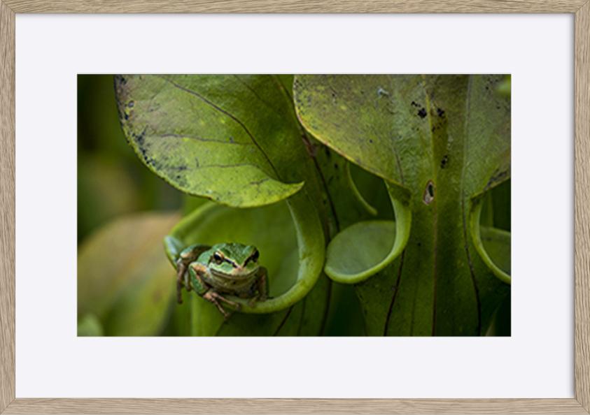 paper_frame
