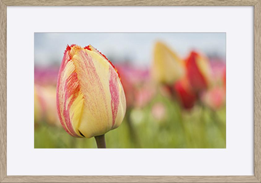 paper_frame
