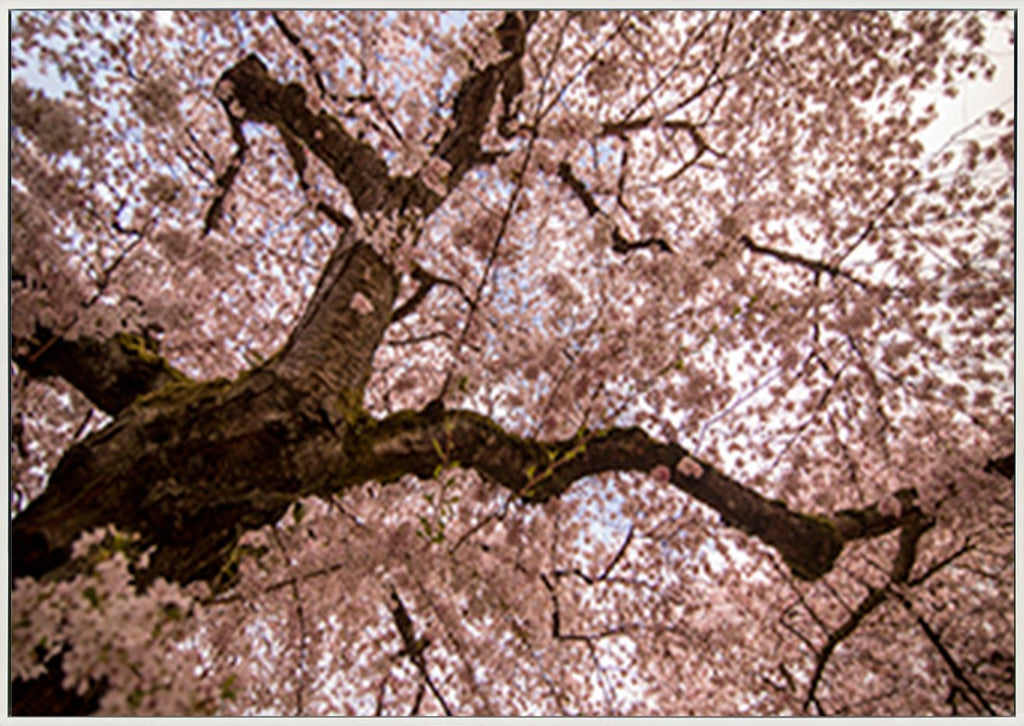 canvas_frame