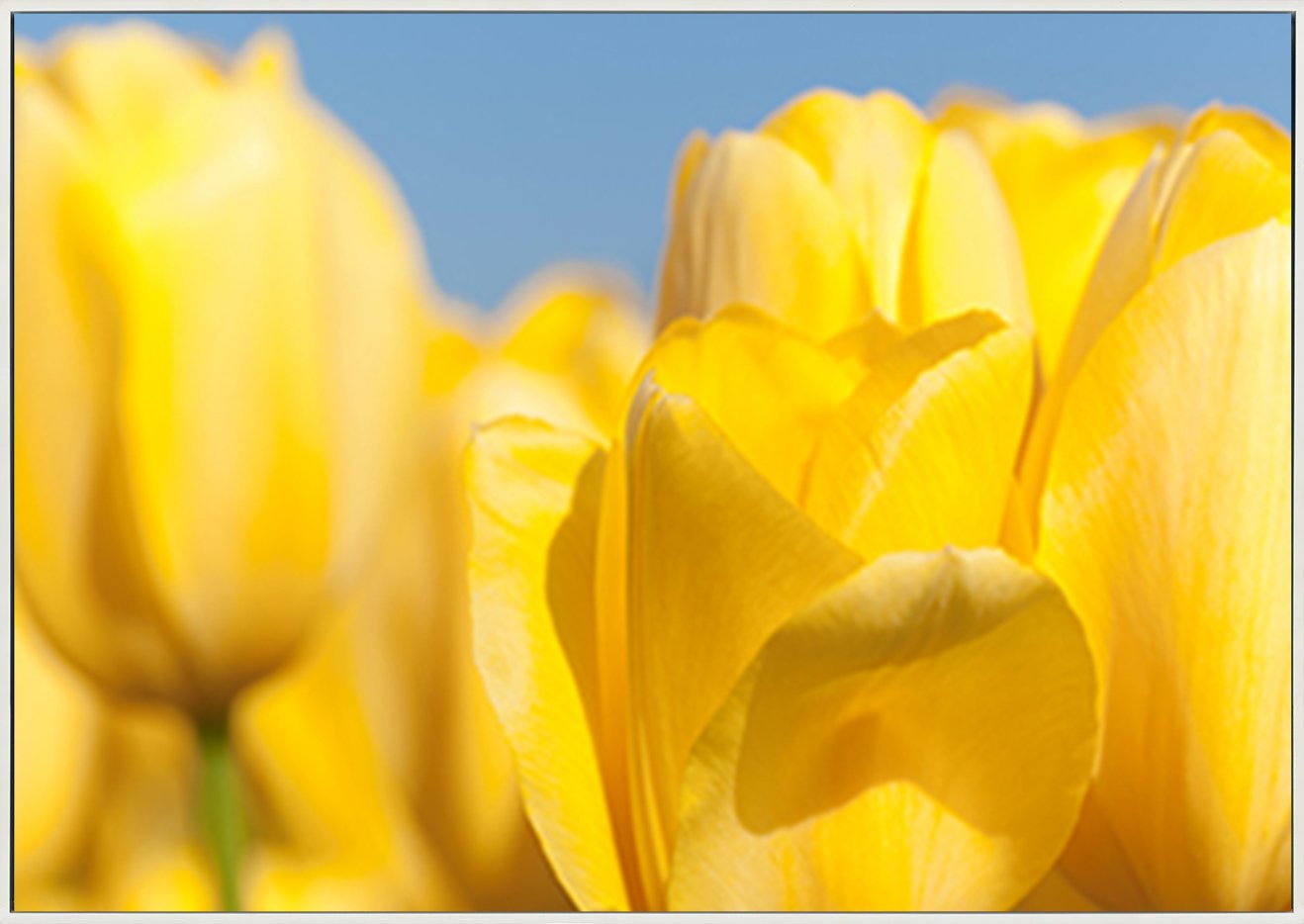 canvas_frame