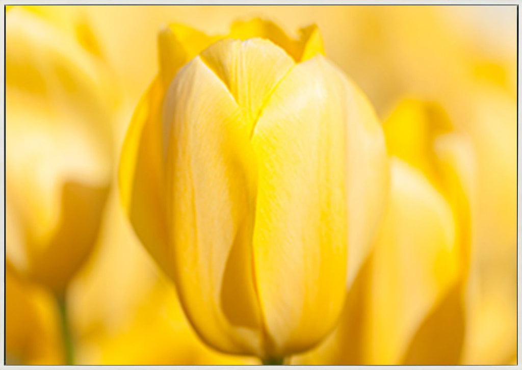 canvas_frame