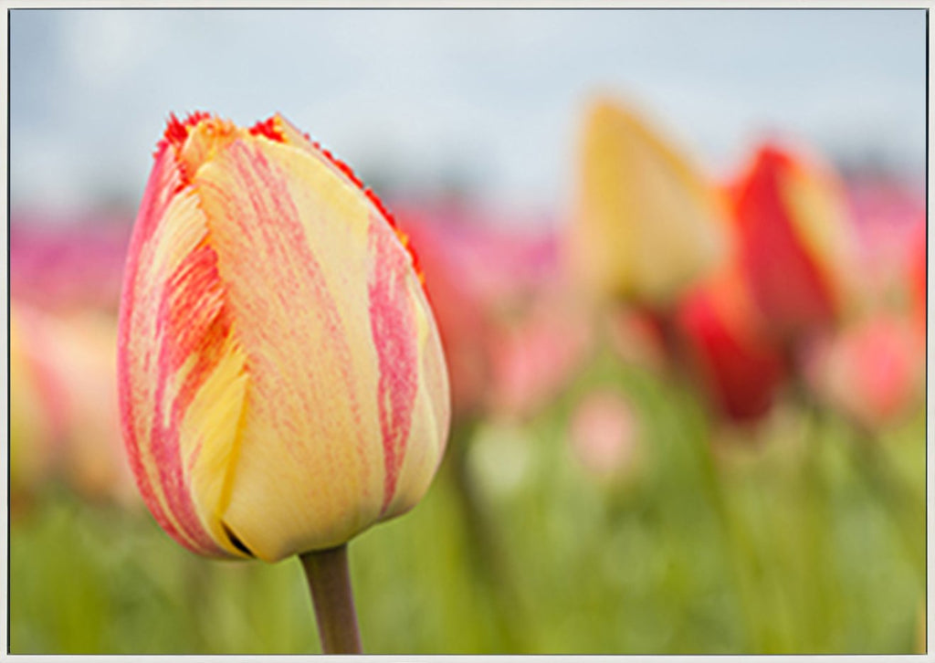 canvas_frame