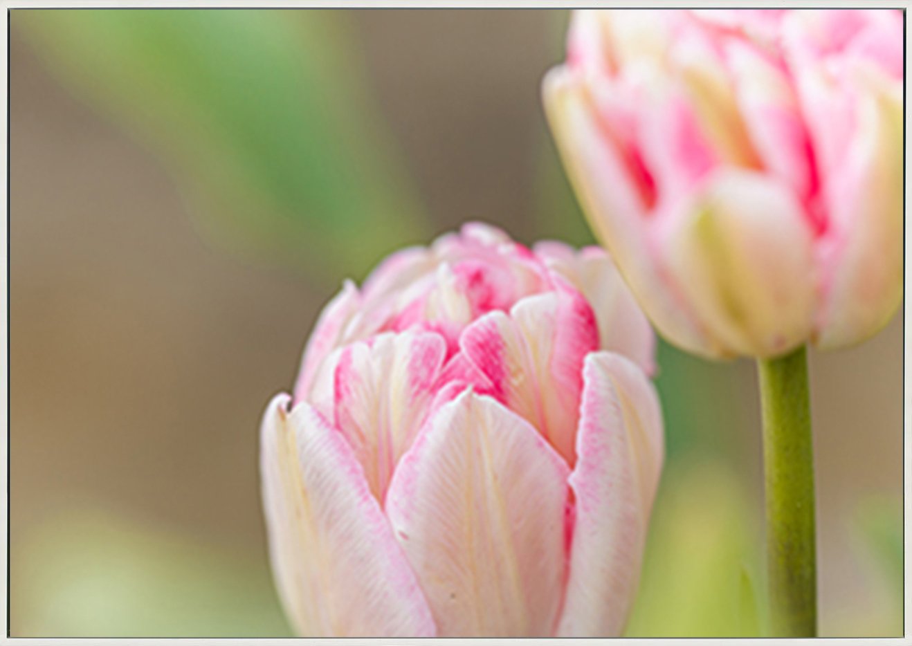 canvas_frame